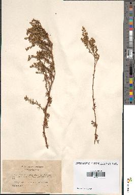 spécimen de Artemisia campestris