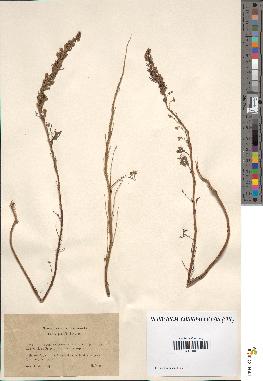 spécimen de Artemisia chamaemelifolia