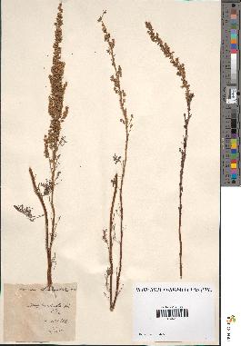 spécimen de Artemisia chamaemelifolia