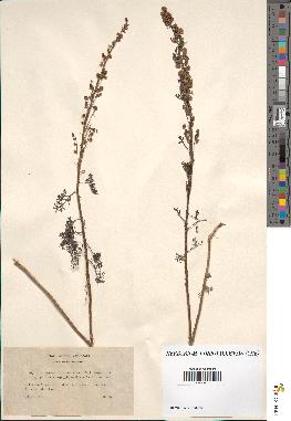 spécimen de Artemisia chamaemelifolia