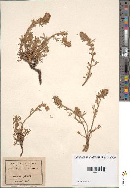 spécimen de Artemisia eriantha