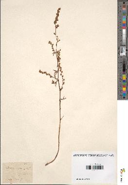 spécimen de Artemisia crithmifolia