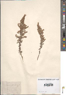 spécimen de Artemisia sp.