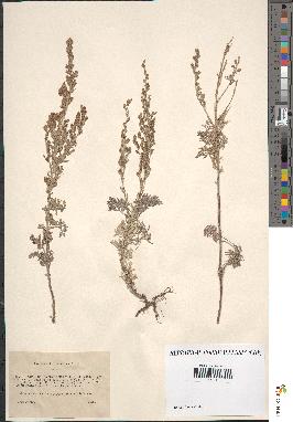 spécimen de Artemisia sp.