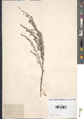 spécimen de Artemisia sp.