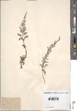 spécimen de Artemisia sp.