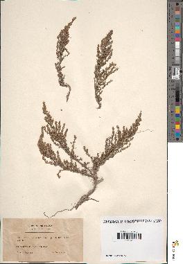 spécimen de Artemisia sp.