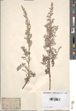 spécimen de Artemisia sp.