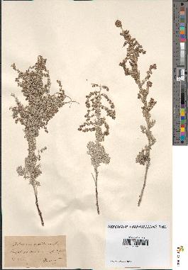 spécimen de Artemisia sp.