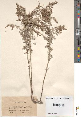 spécimen de Artemisia sp.