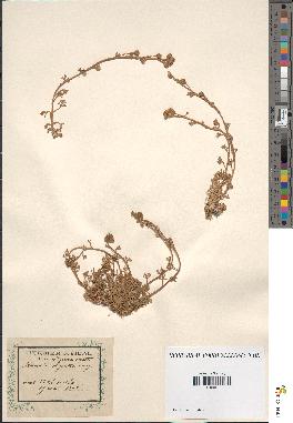 spécimen de Artemisia mutellina