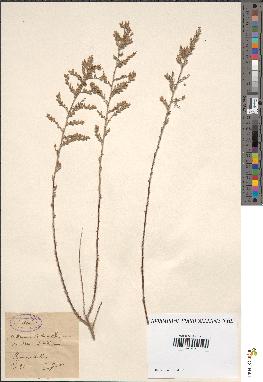 spécimen de Artemisia oranensis