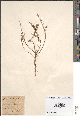 spécimen de Artemisia rupestris