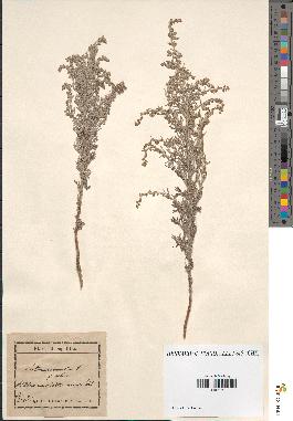 spécimen de Artemisia maritima