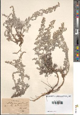 spécimen de Artemisia maritima