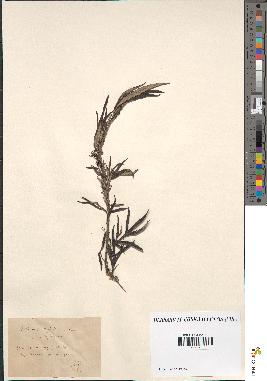 spécimen de Artemisia verlotiorum