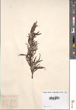 spécimen de Artemisia verlotiorum