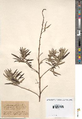 spécimen de Artemisia verlotiorum