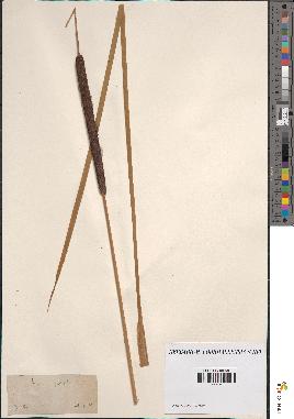 spécimen de Typha angustifolia