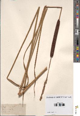 spécimen de Typha angustifolia
