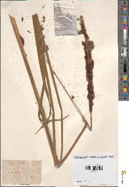 spécimen de Typha angustifolia