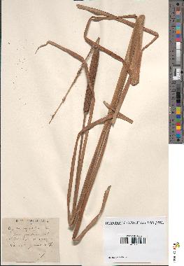 spécimen de Typha angustifolia