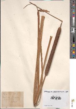 spécimen de Typha angustifolia