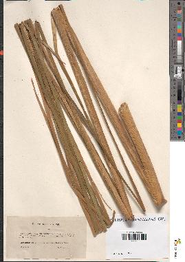 spécimen de Typha angustifolia