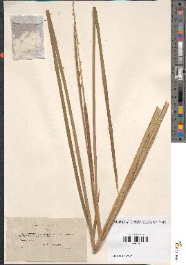 spécimen de Typha angustifolia