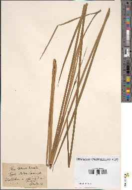 spécimen de Typha elatior