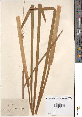 spécimen de Typha latifolia