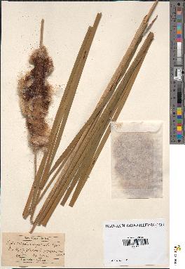 spécimen de Typha latifolia x angustifolia