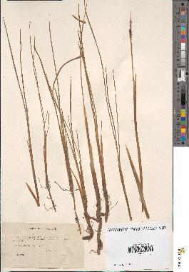 spécimen de Typha minima