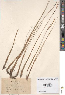 spécimen de Typha minima