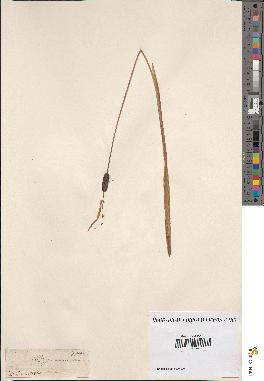 spécimen de Typha minima