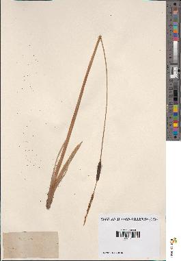spécimen de Typha minima