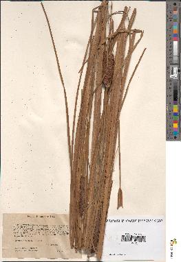 spécimen de Typha stenophylla