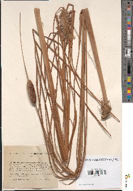 spécimen de Typha stenophylla