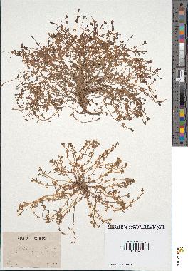 spécimen de Montia rivularis