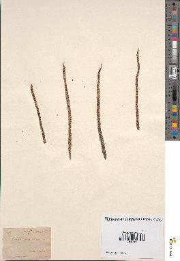 spécimen de Cocos sp.