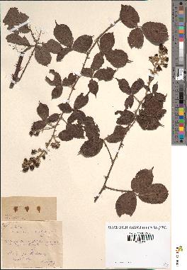 spécimen de Rubus rusticanus x radula