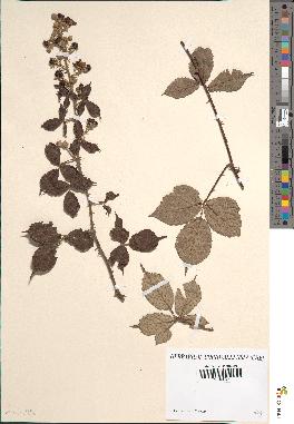 spécimen de Rubus rusticanus x radula