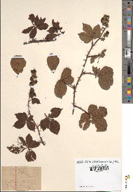 spécimen de Rubus sp.