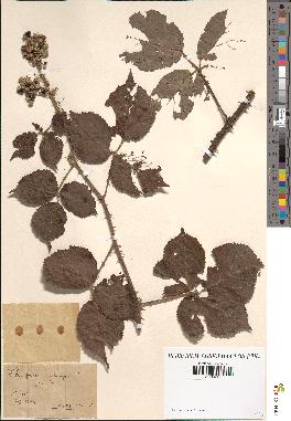 spécimen de Rubus questierii x vulnerificus