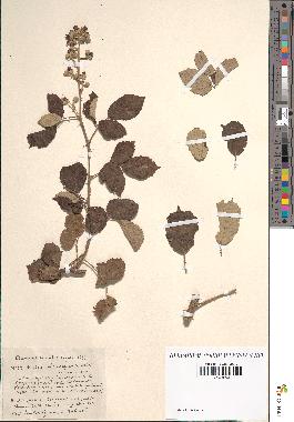 spécimen de Rubus ulmifolius