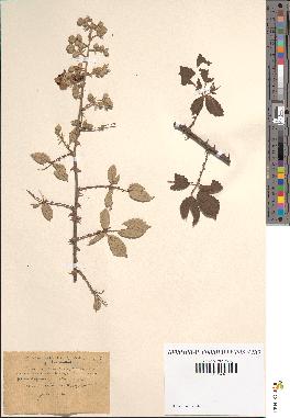 spécimen de Rubus ulmifolius