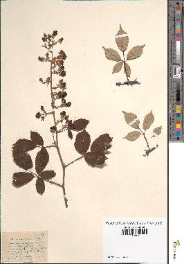 spécimen de Rubus ulmifolius