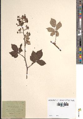 spécimen de Rubus ulmifolius