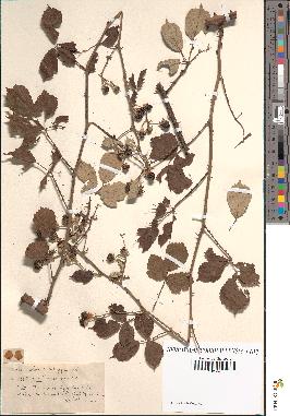 spécimen de Rubus ulmifolius