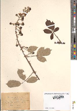 spécimen de Rubus ulmifolius